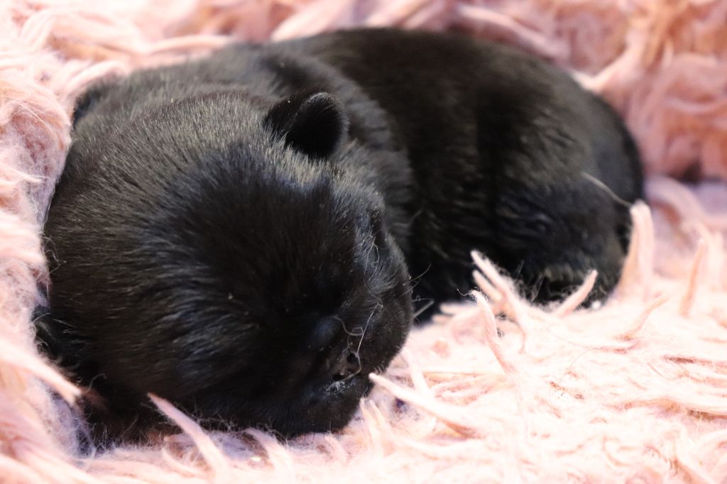 du Val de L'enchanteur - Chiots disponibles - Carlin