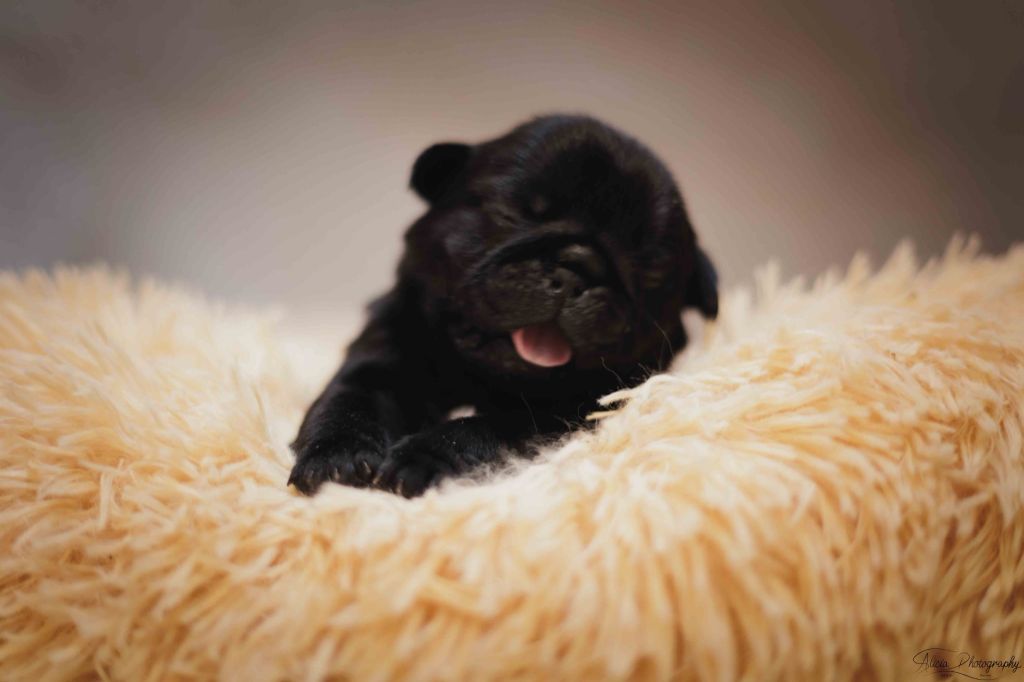 du Val de L'enchanteur - Chiots disponibles - Carlin