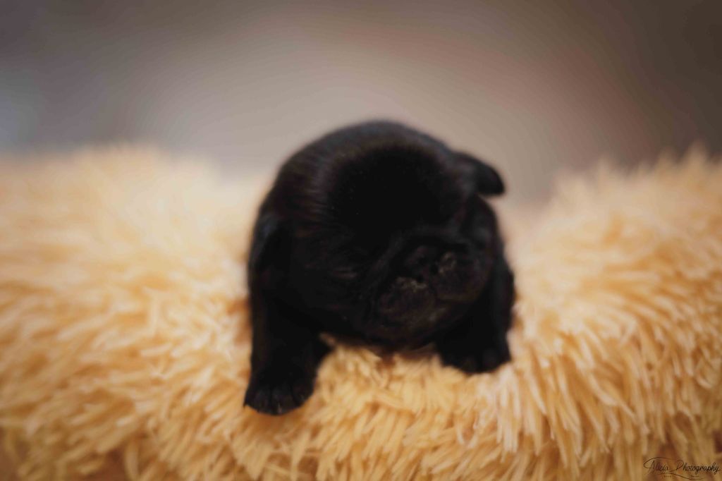 du Val de L'enchanteur - Chiots disponibles - Carlin