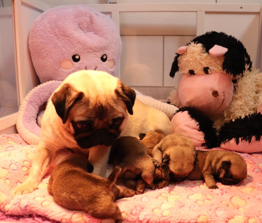 du Val de L'enchanteur - Carlin - Portée née le 01/11/2025