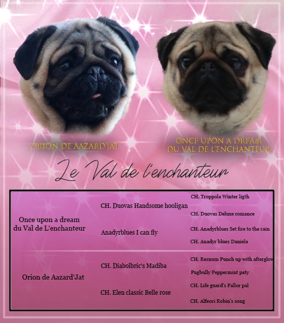 du Val de L'enchanteur - Carlin - Portée née le 21/02/2021