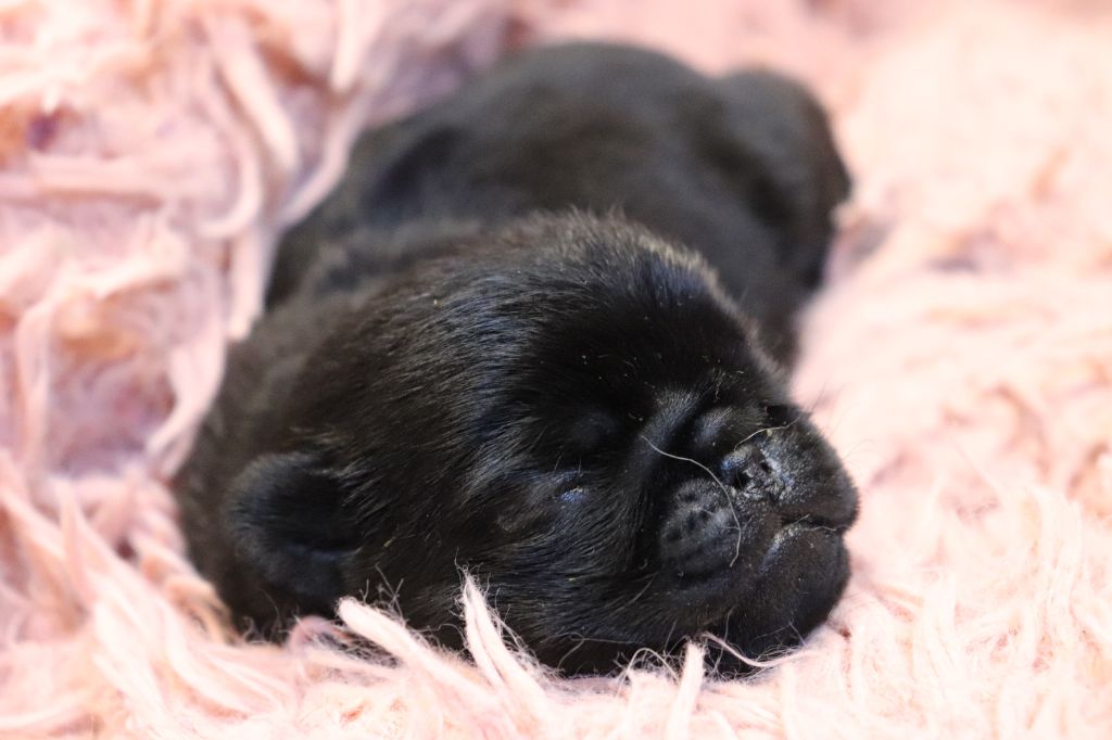 du Val de L'enchanteur - Chiots disponibles - Carlin