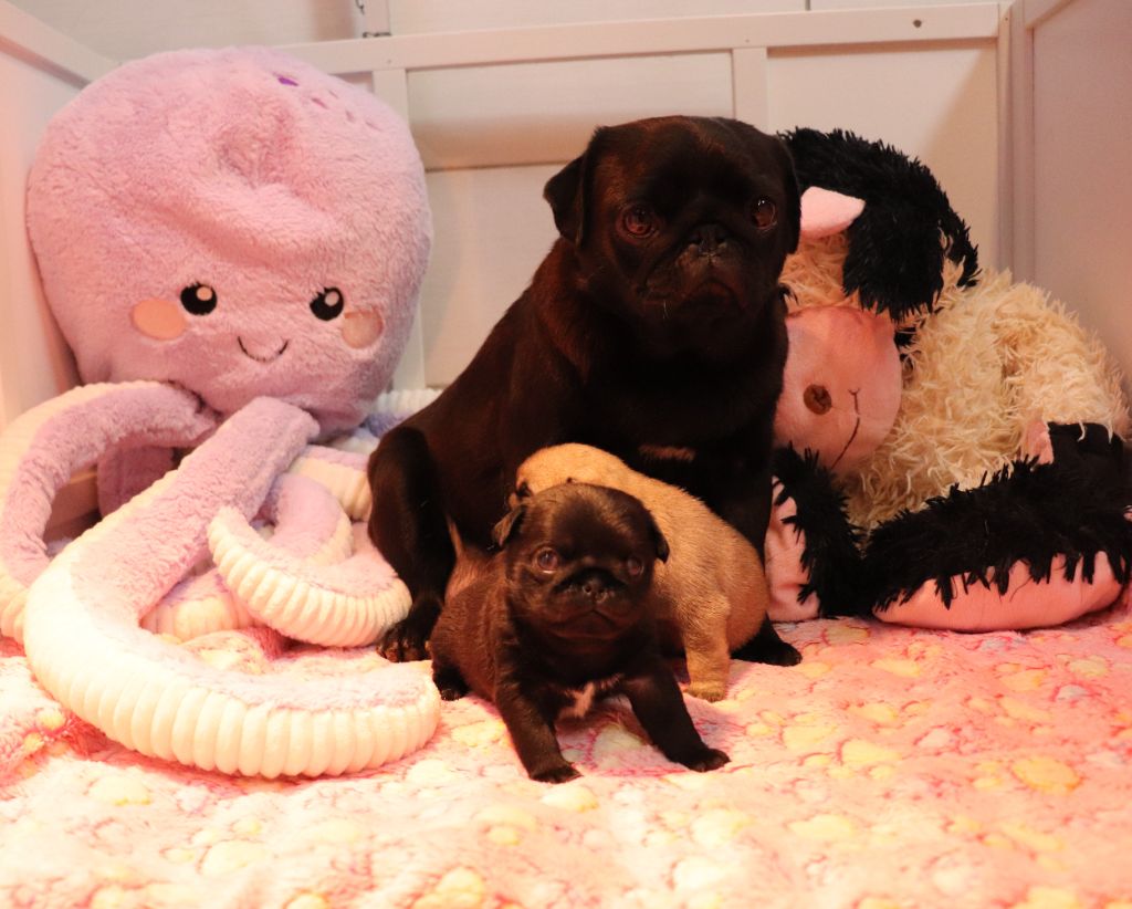 du Val de L'enchanteur - Carlin - Portée née le 20/10/2025