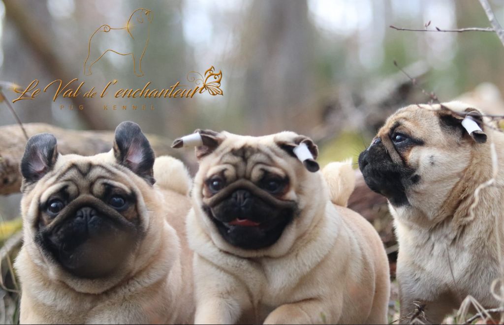 Accueil Elevage Du Val De L enchanteur Eleveur De Chiens Carlin Accueil Elevage Du Val De L enchanteur Eleveur De Chiens Carlin
